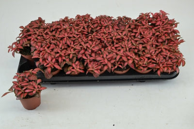 Planta naturala Fittonia versch. 'Forest Flame' H12 cm PS8.5 cm in pamant