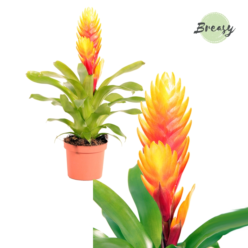 Planta naturala Flamed H28cm Vriesea El Dorado PS9/ in pamant