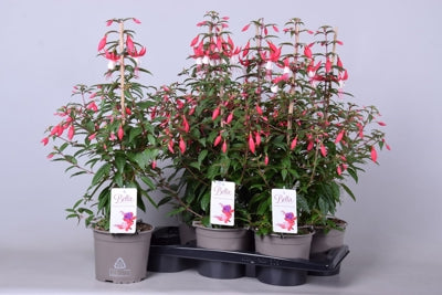 Planta naturala Fuchsia Bella Fuchsia Evita H70 cm PS17 cm in pamant