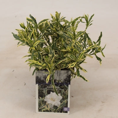 Planta naturala Gardenia jasminoides H10 cm PS9.5 cm in pamant