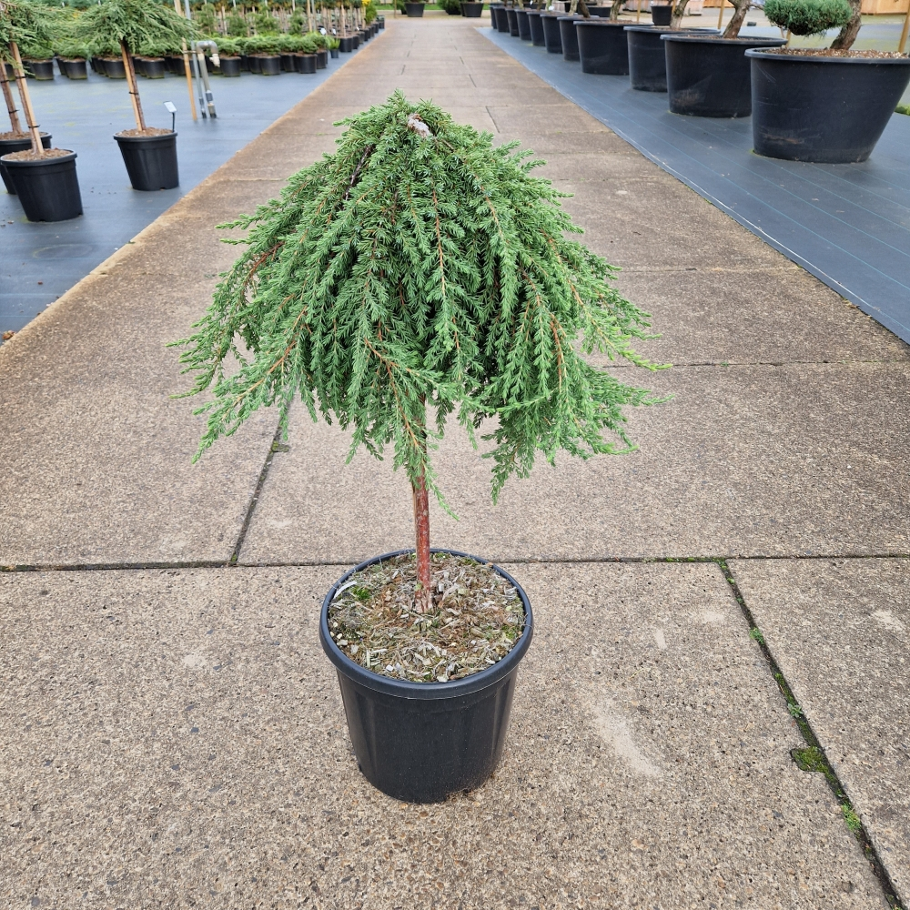 Planta naturala Gerade H100cm Juniperus communis Green Mantle PS31/ in pamant