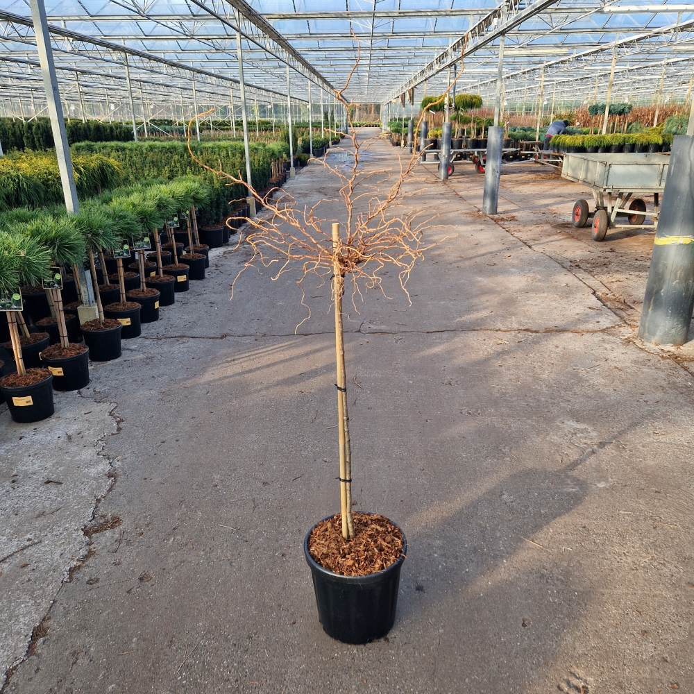 Planta naturala Gerade H140cm Larix kaempferi 'Diana' PS32/ in pamant