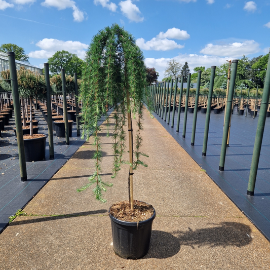 Planta naturala Gerade H140cm Larix kaempferi 'Stiff Weeper' PS31/ in pamant