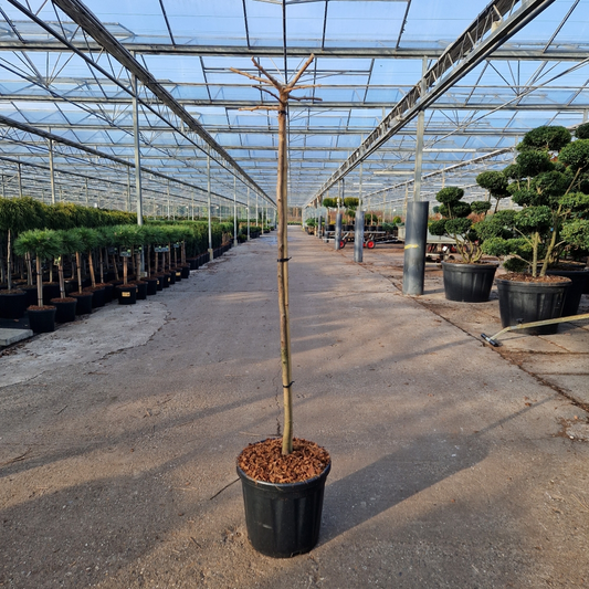 Planta naturala Gerade H150cm Ginkgo biloba Troll PS32/ in pamant