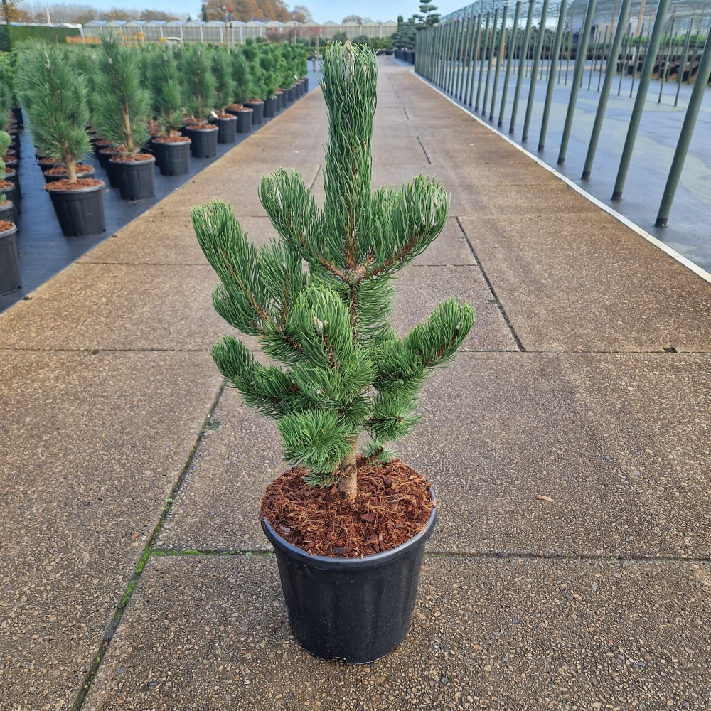 Planta naturala Gerade H80cm Pinus nigra Oregon Green PS31/ in pamant