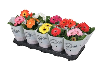 Planta naturala Gerbera mixed H20 cm PS12 cm in pamant