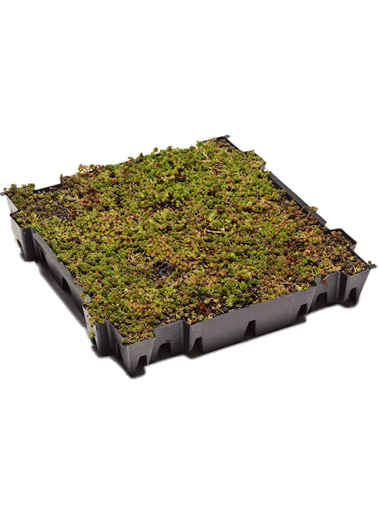 Planta naturala Green label D49xH8cm Sedum tray PS in pamant