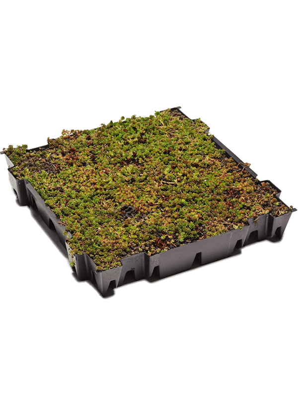 Planta naturala Green label D49xH8cm Sedum tray PS in pamant