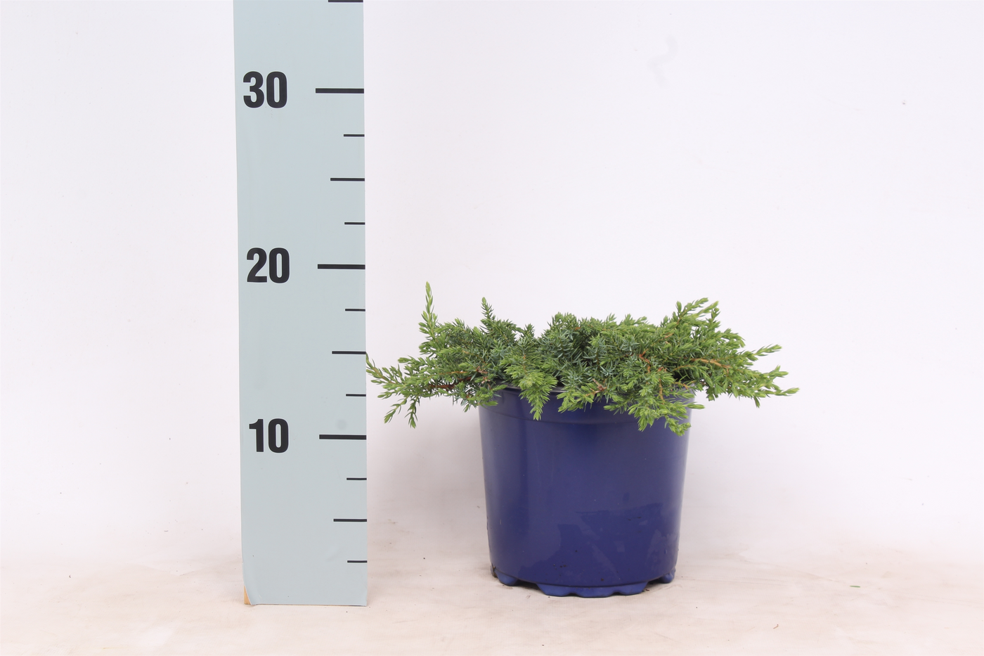 Planta naturala Ground covering H25cm Juniperus communis 'Green Carpet' PS15/ in pamant