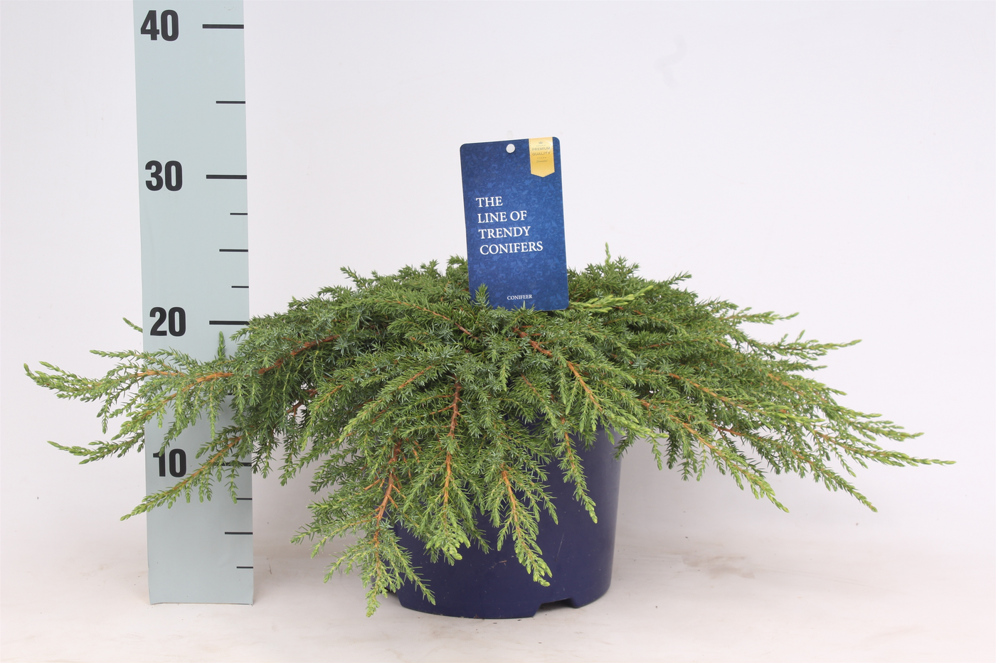 Planta naturala Ground covering H40cm Juniperus communis 'Green Carpet' PS23/ in pamant