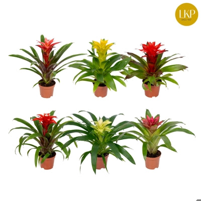 Planta naturala Guzmania mixed H30 cm PS10.5 cm in pamant
