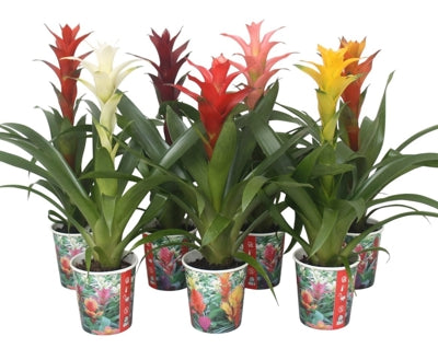 Planta naturala Guzmania mixed H35 cm PS10 cm in pamant