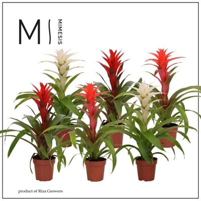 Planta naturala Guzmania mixed H45 cm PS12 cm in pamant