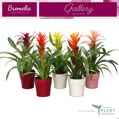 Planta naturala Guzmania mixed H50 cm PS12 cm in pamant