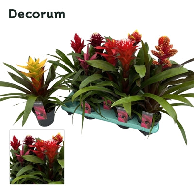 Planta naturala Guzmania mixed H50 cm PS13 cm in pamant