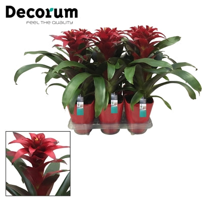 Planta naturala Guzmania 'Salinas' H45 cm PS14 cm in pamant