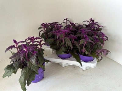 Planta naturala Gynura H18 cm PS12 cm in pamant