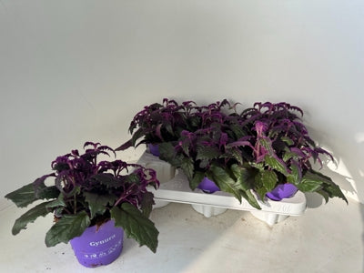 Planta naturala Gynura H20 cm PS12 cm in pamant