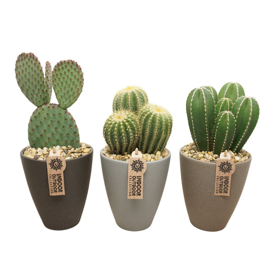 Planta naturala H(22-29)cm Cactus mix in ghiveci ceramic PS15/13 in pamant