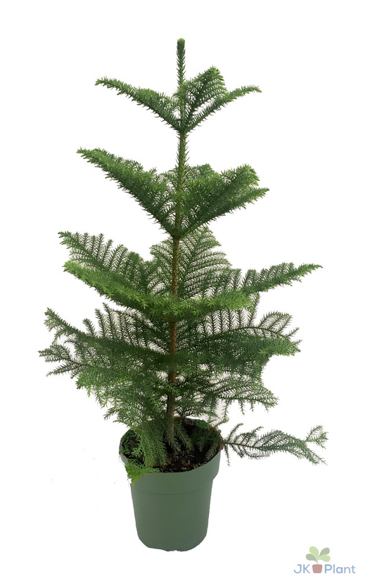 Planta naturala H100cm Araucaria heterophylla PS21/ in pamant