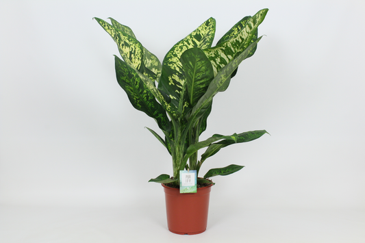 Planta naturala H100cm Dieffenbachia seguine 'Crown' PS24/ in pamant