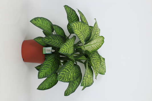 Planta naturala H100cm Dieffenbachia seguine 'Tropic Jewel' PS35/ in pamant