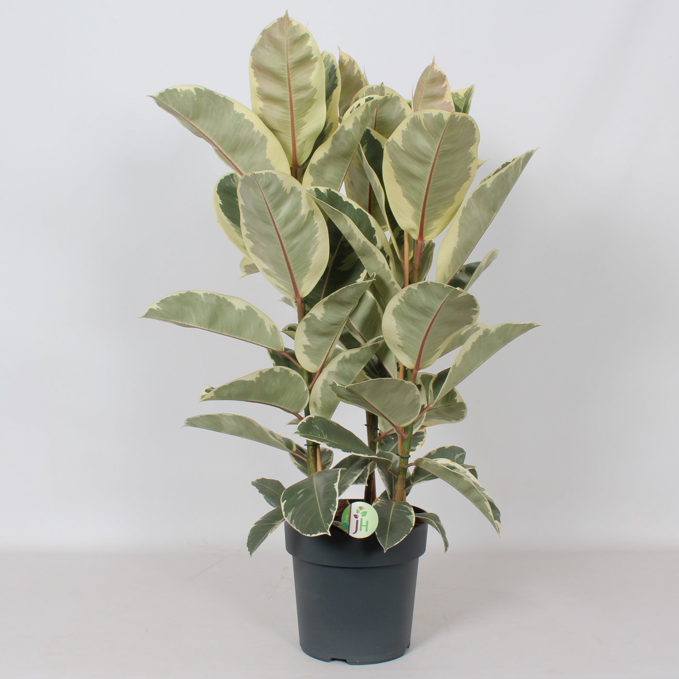 Planta naturala H100cm Ficus elastica 'Tineke' PS27/ in pamant