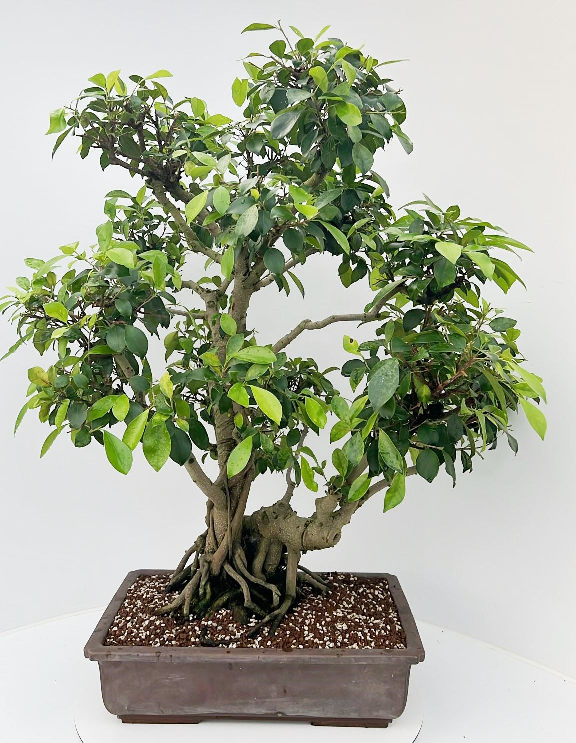 Planta naturala H100cm Ficus retusa PS45/ in pamant