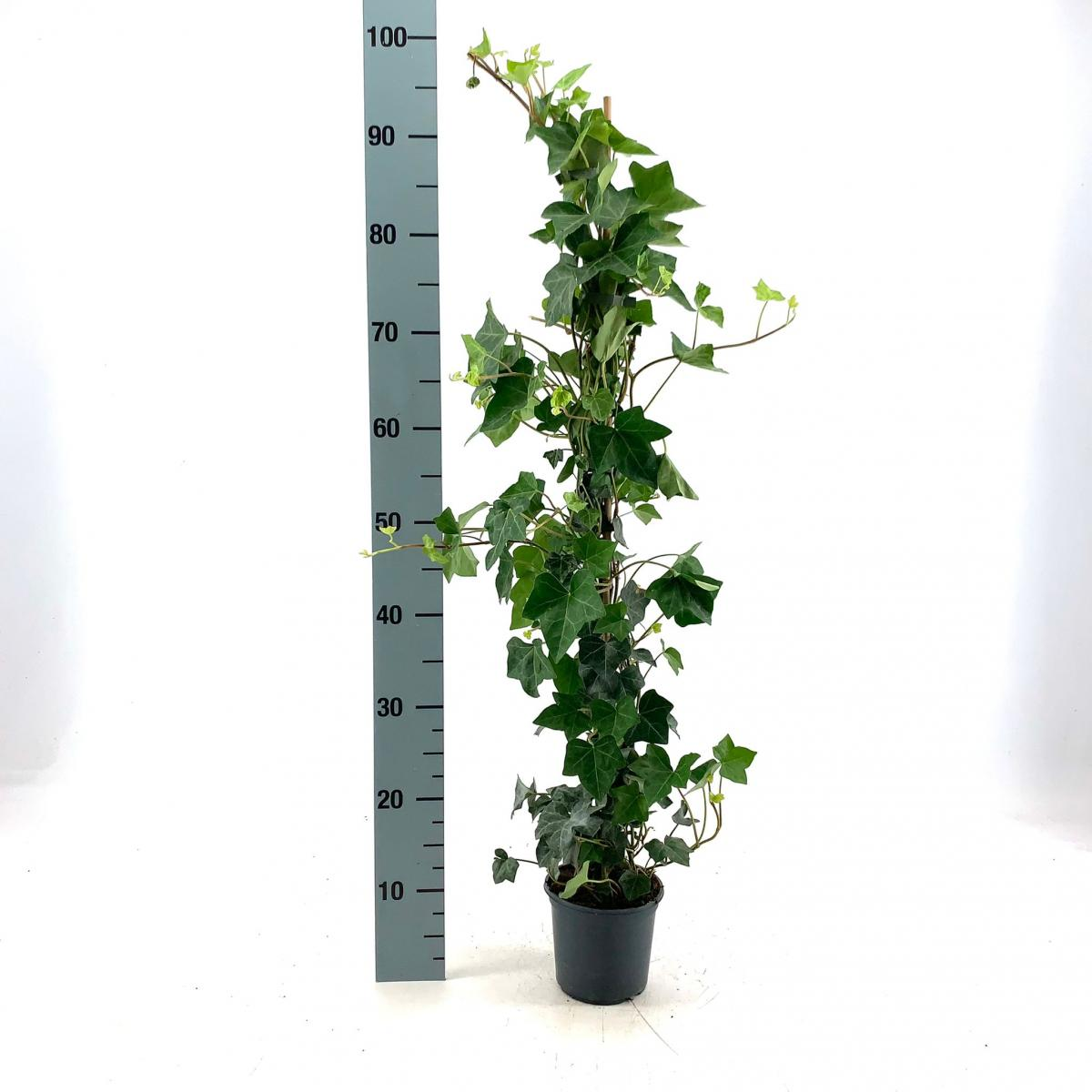Planta naturala H100cm Hedera hibernica PS13/ in pamant