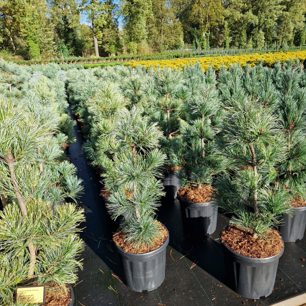 Planta naturala H100cm Pinus koraiensis Silveray PS32/ in pamant