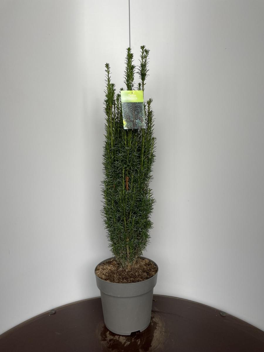 Planta naturala H100cm Taxus baccata 'Fastigiata' PS29/ in pamant