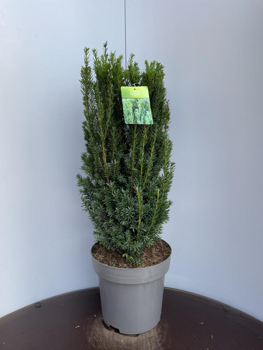 Planta naturala H105cm Taxus x media 'Hillii' PS32/ in pamant