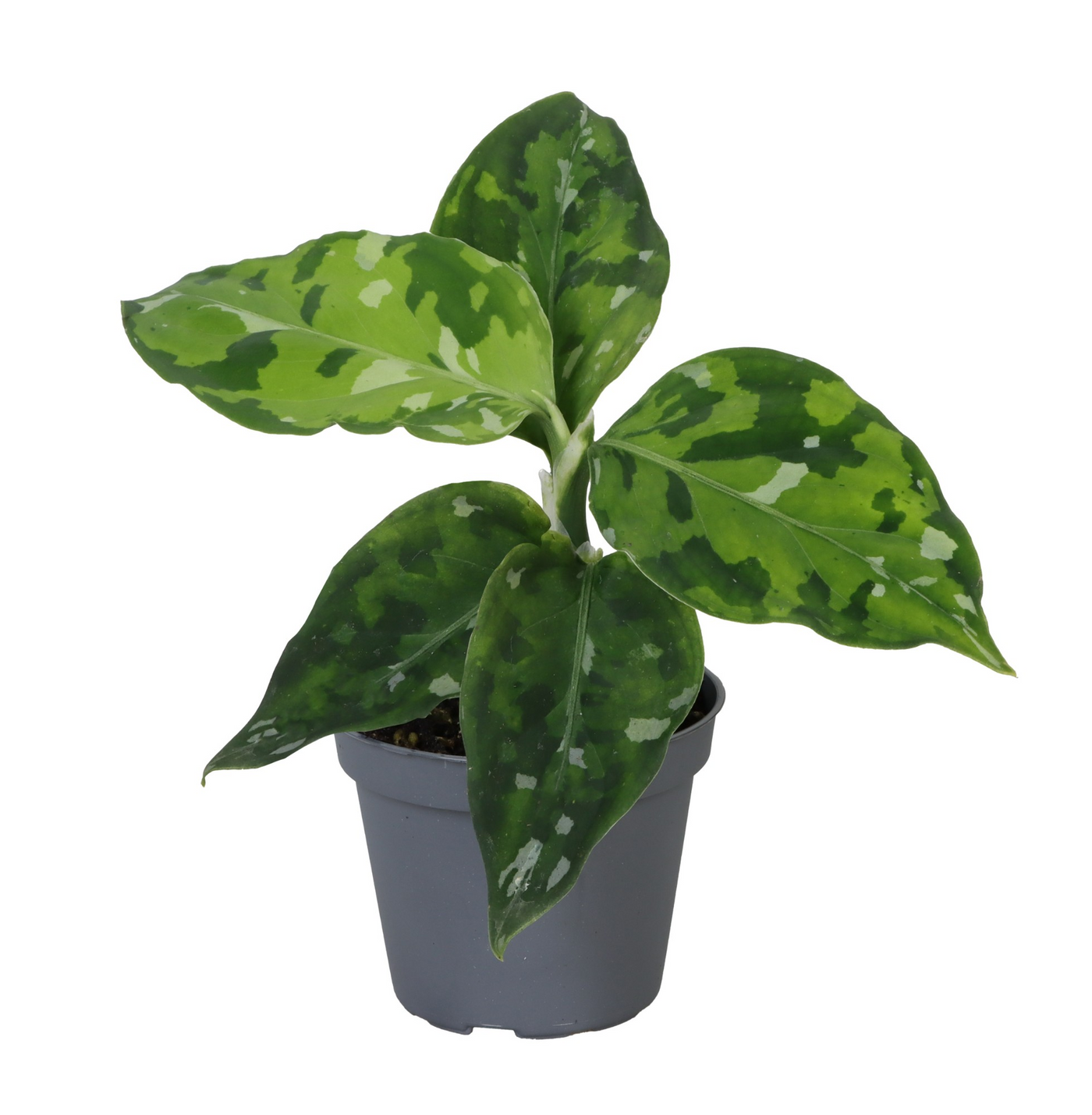 Planta naturala H10cm Aglaonema Pictus Tricolor PS6/ in pamant