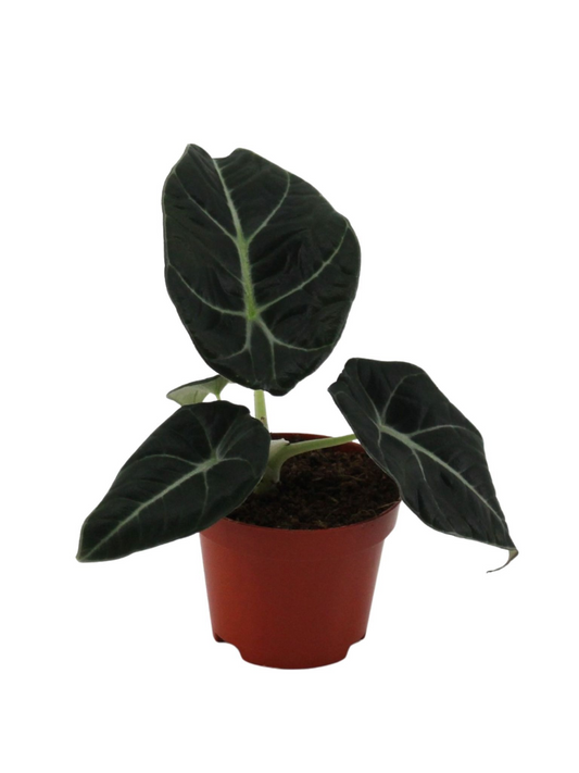 Planta naturala H10cm Alocasia 'Black Velvet' PS6/ in pamant