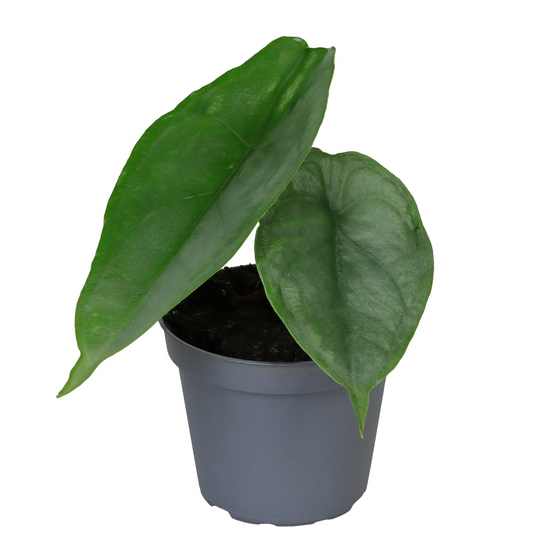 Planta naturala H10cm Alocasia Dragon Breath PS6/ in pamant