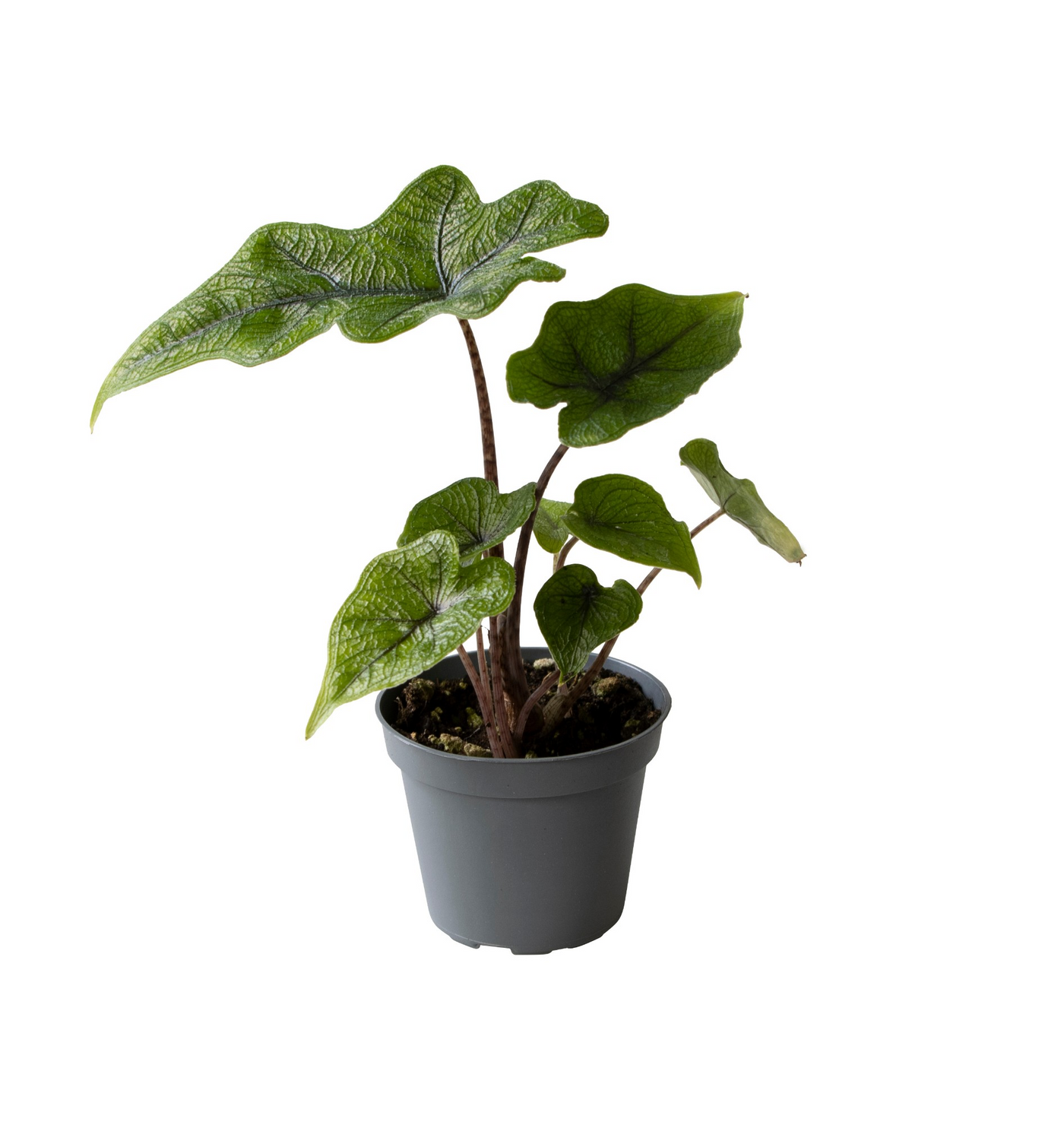 Planta naturala H10cm Alocasia Jacklyn PS6/ in pamant