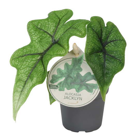 Planta naturala H10cm Alocasia Jacklyn PS6/ in pamant