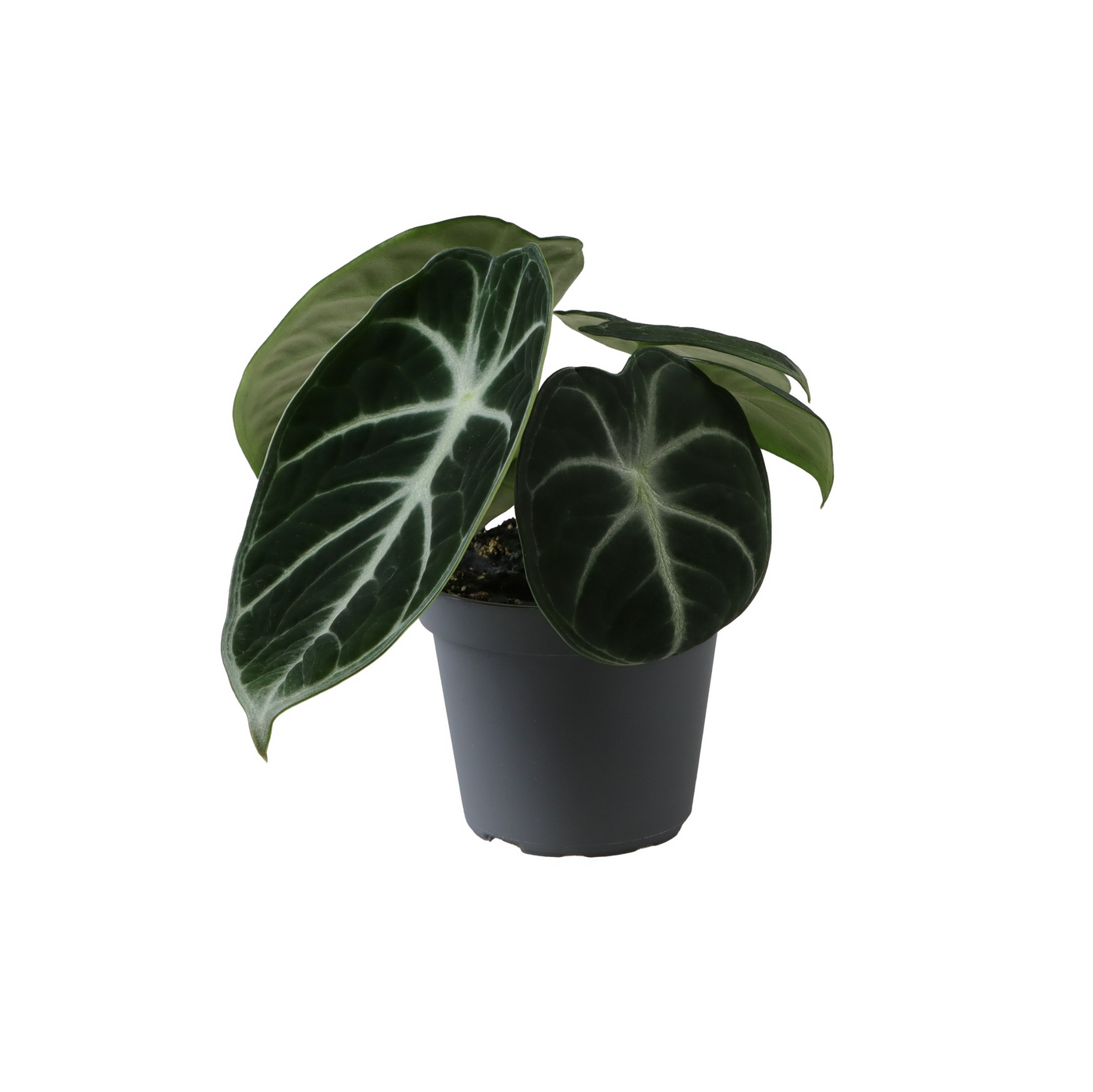 Planta naturala H10cm Alocasia Ninja PS6/ in pamant