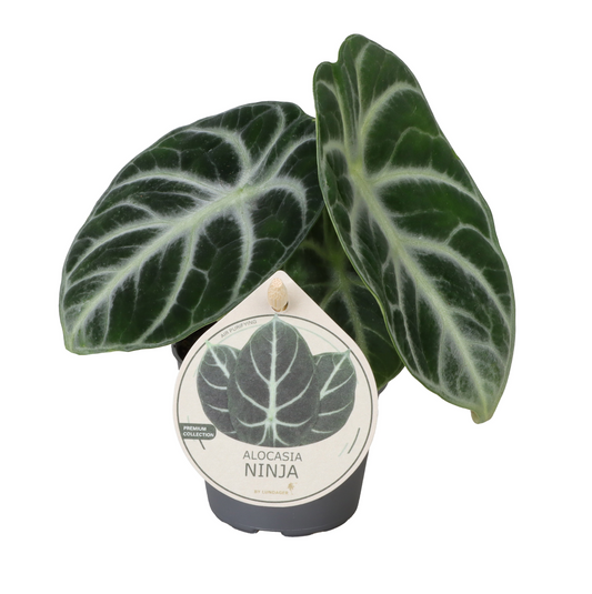 Planta naturala H10cm Alocasia Ninja PS6/ in pamant