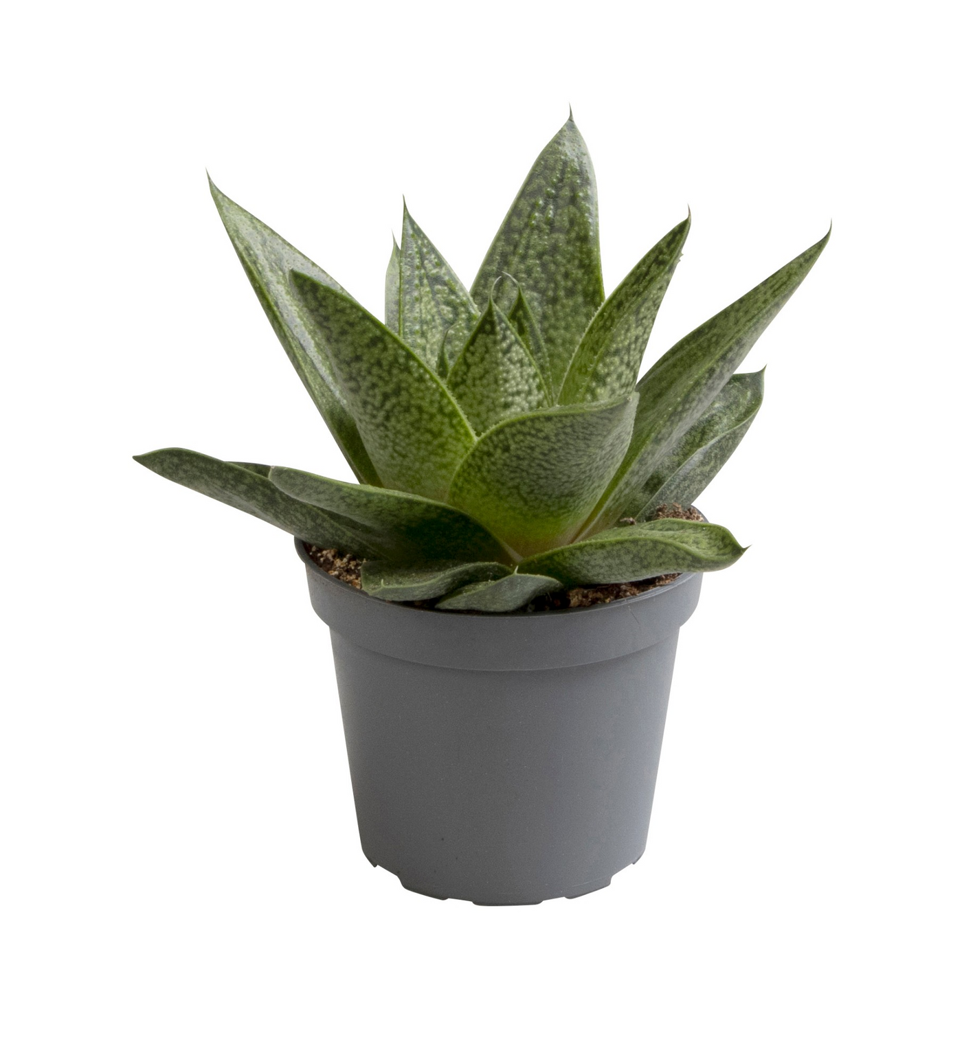 Planta naturala H10cm Aloe dichotoma Tiga PS6/ in pamant