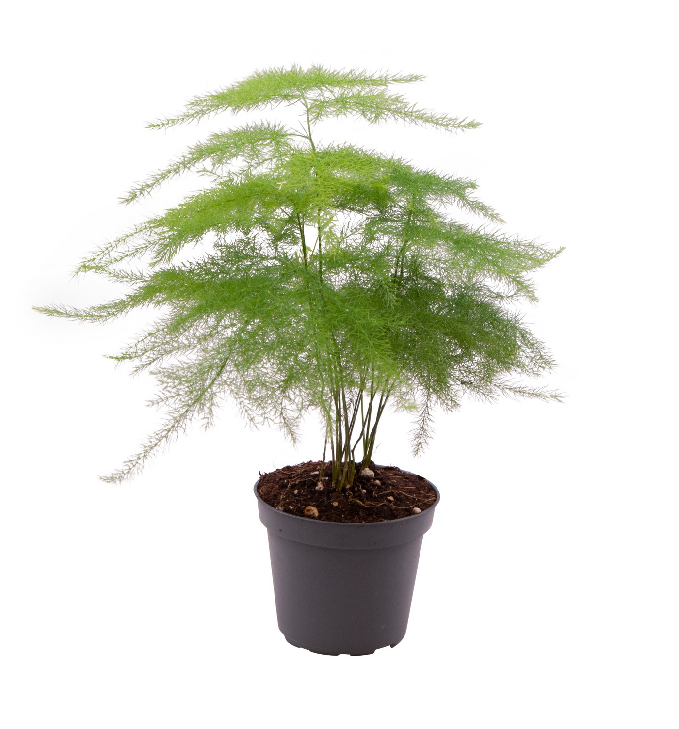 Planta naturala H10cm Asparagus Plumosus PS6/ in pamant