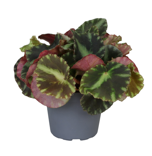 Planta naturala H10cm Begonia Rex Cleopatrae PS10 in pamant