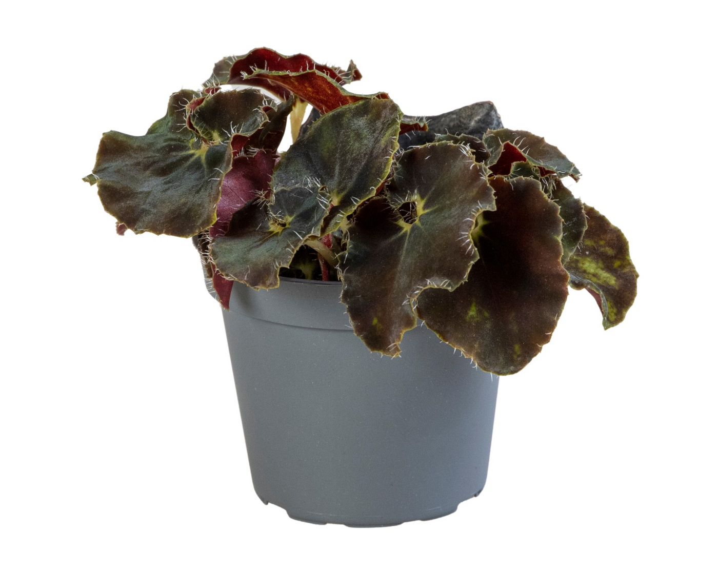 Planta naturala H10cm Begonia Rex Dark Mambo PS6/ in pamant