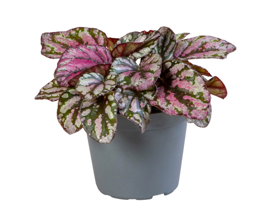 Planta naturala H10cm Begonia Rex Hugh McLauchlan PS6/ in pamant