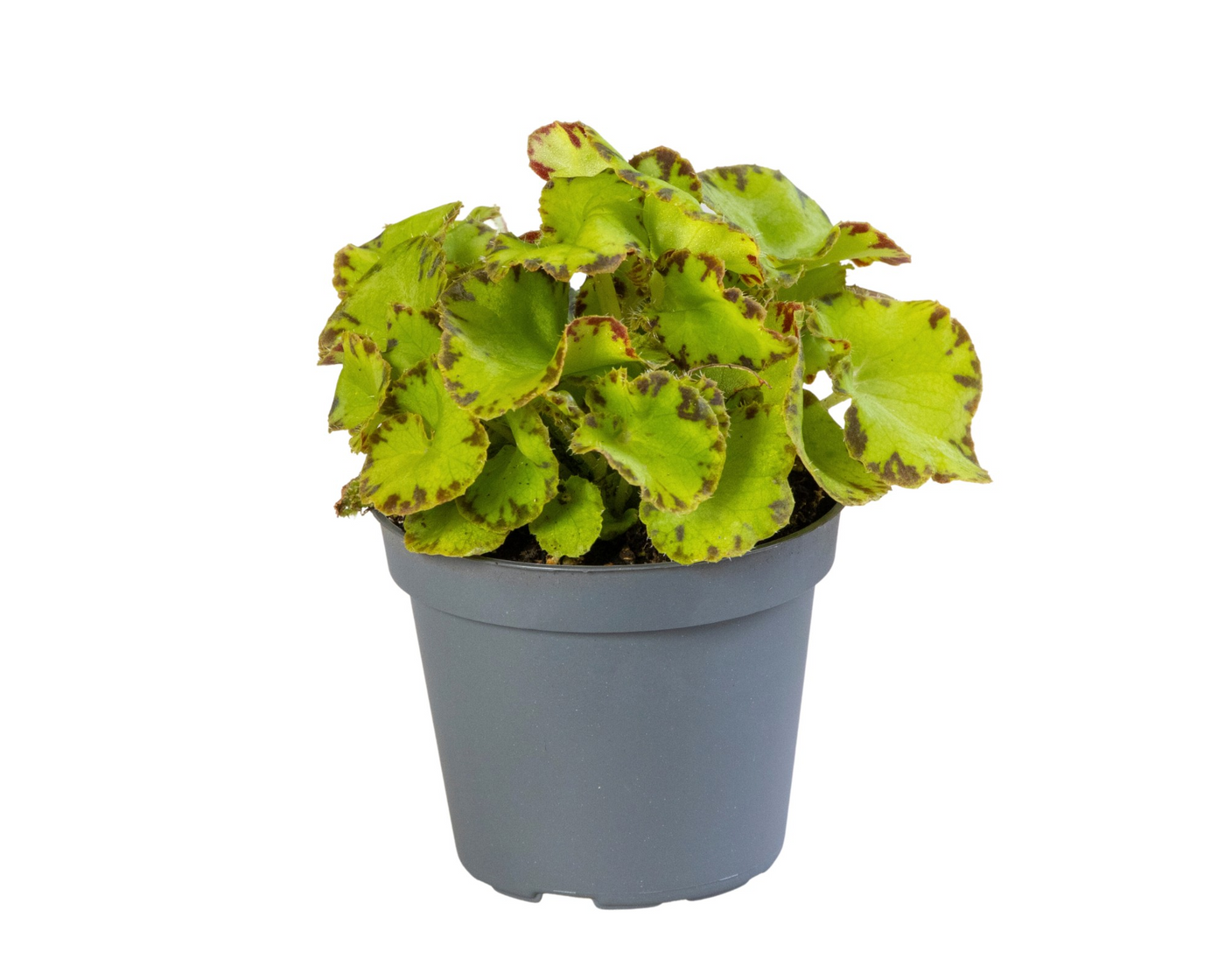 Planta naturala H10cm Begonia Rex Red Jive PS6/ in pamant