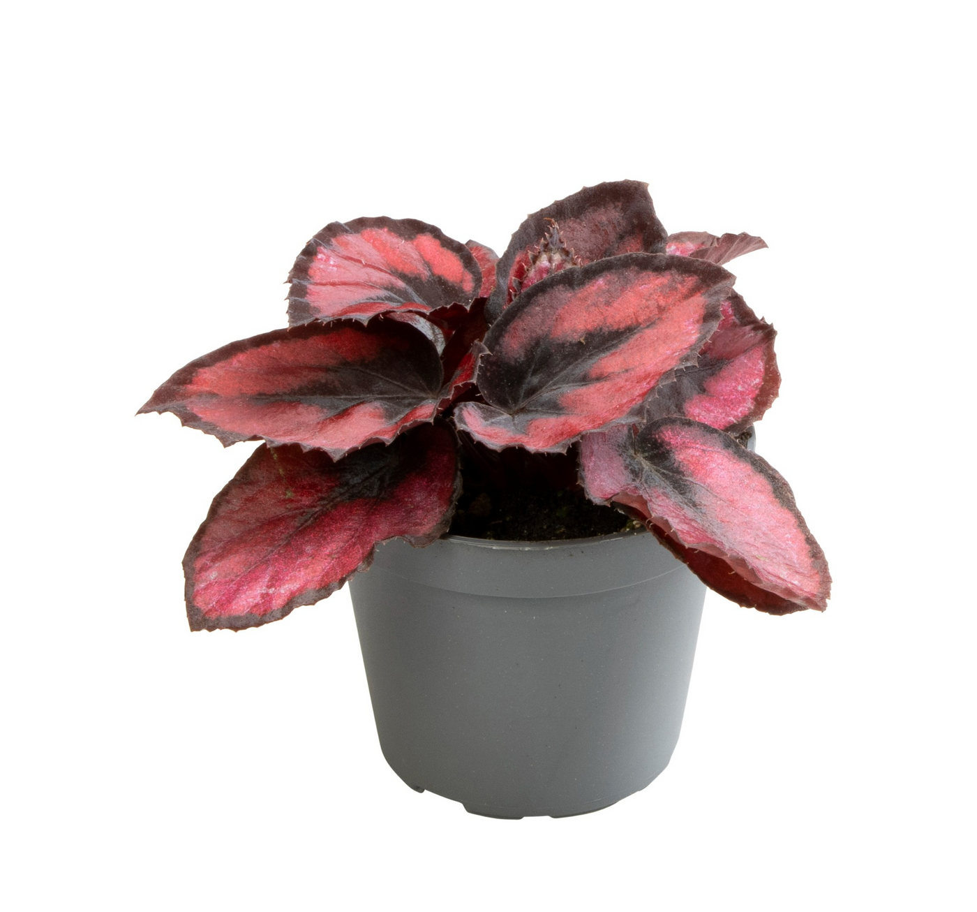 Planta naturala H10cm Begonia Rex Red kiss PS6/ in pamant