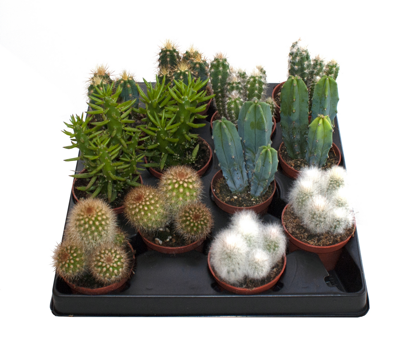 Planta naturala H10cm Cactus mix PS6/ in pamant