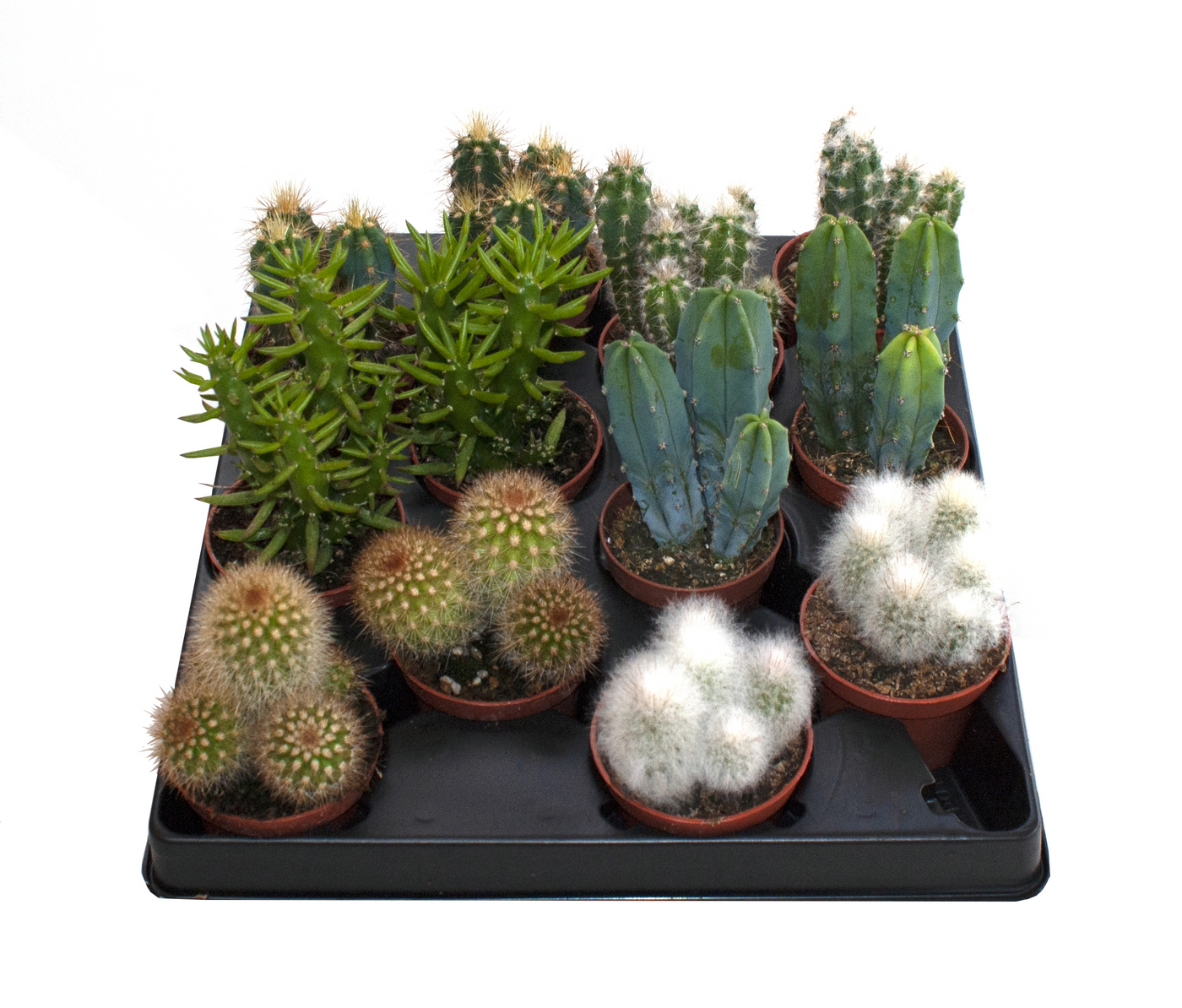 Planta naturala H10cm Cactus Mix PS6/ in pamant