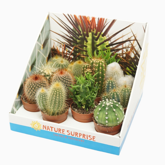Planta naturala H10cm Cactus mix PS7/ in pamant