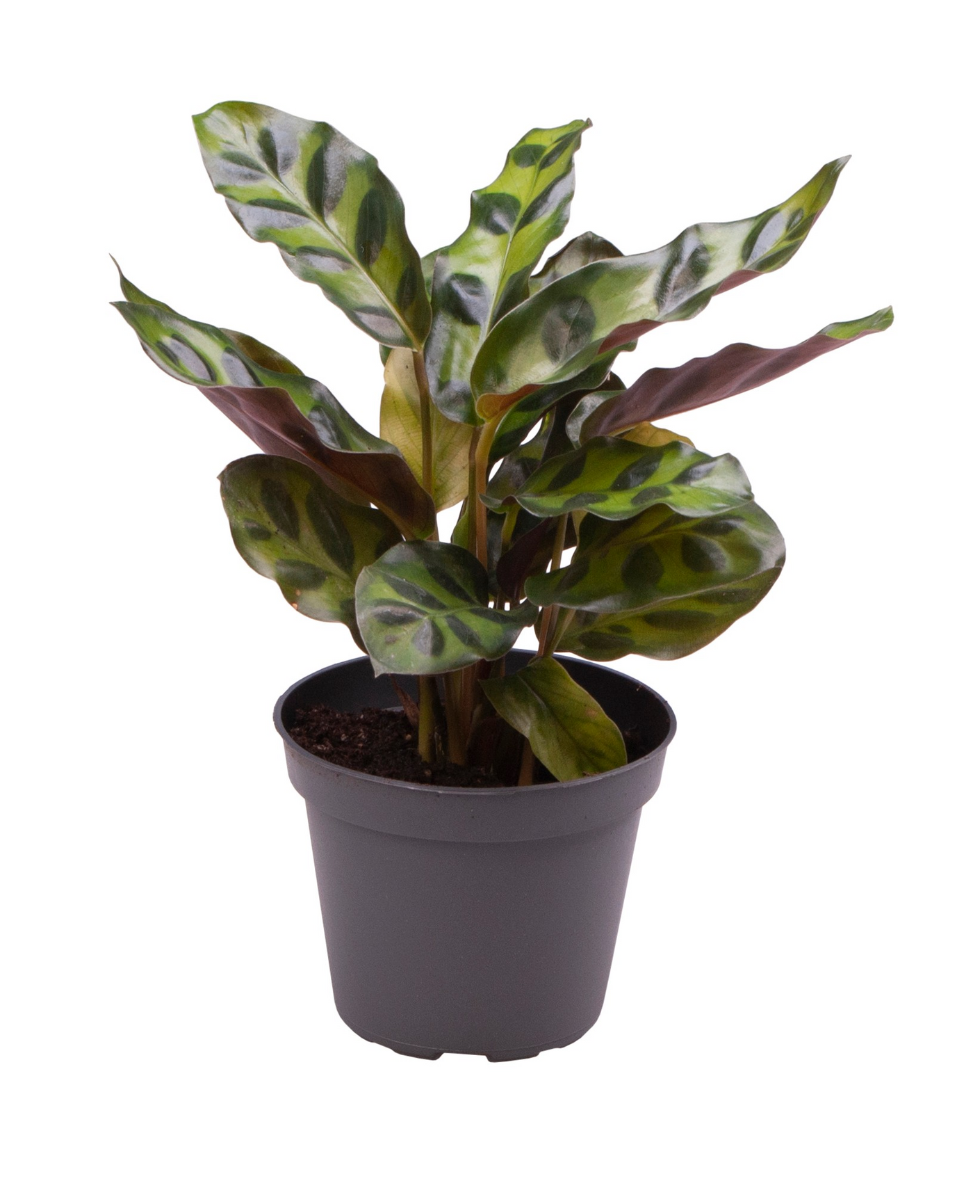 Planta naturala H10cm Calathea Lancifolia PS6/ in pamant